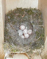 Cowbird egg in chickadee nest.