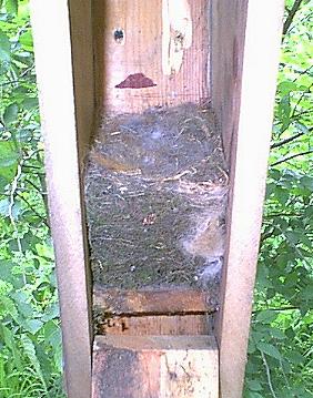 Carolina Chickadee nest in Peterson's style bluebird house.